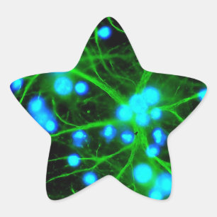 Astrocyte Are Star Shaped Glial Cells in the Brain Sticker