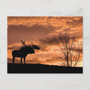 at Sunset Post Card