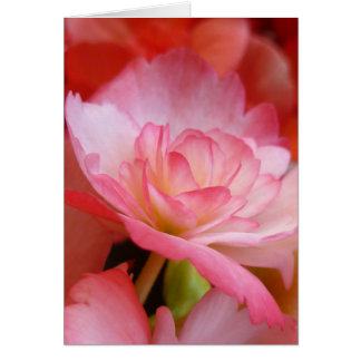 At the Edge of a Petal