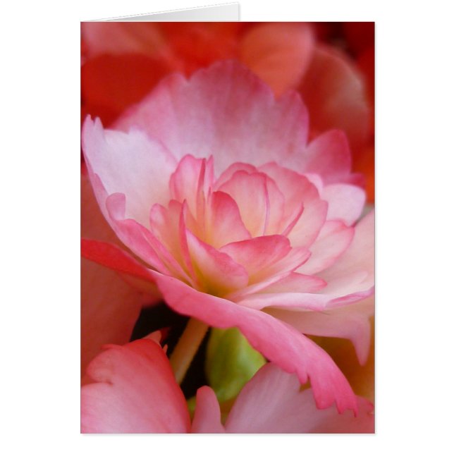 At the Edge of a Petal (Front)