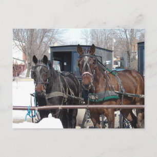 At the Hitching Post Postcard