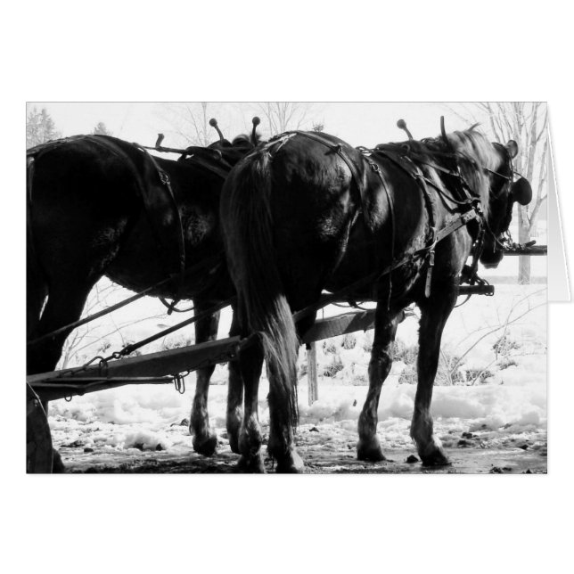 At the Hitching Post Winter Amish Horses  (Front Horizontal)