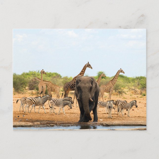 At the waterhole postcard (Front)