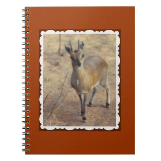 At the Zoo Notebook