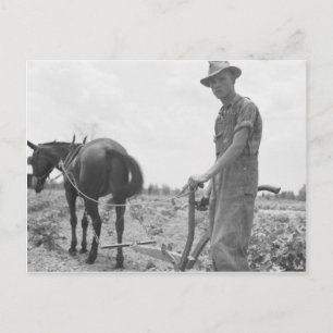 At Work in the Cotton Postcard