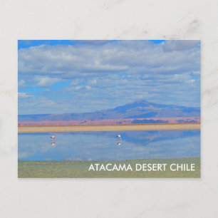 Atacama Desert, Flamingo Chile Postcard