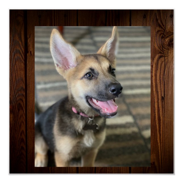 Athena puppy  poster (Front)