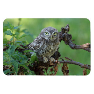 Athene noctua magnet