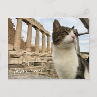 Athens Cat Kitten Acropolois Parthenon Postcard