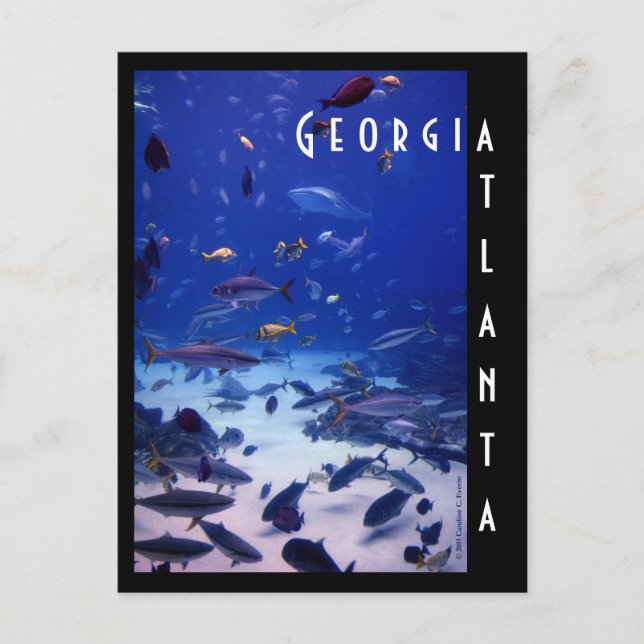 Atlanta Aquarium, Georgia Postcard (Front)