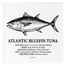 Atlantic Bluefin Tuna Scientific Illustration