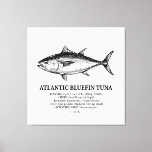 Atlantic Bluefin Tuna Scientific Illustration  Canvas Print