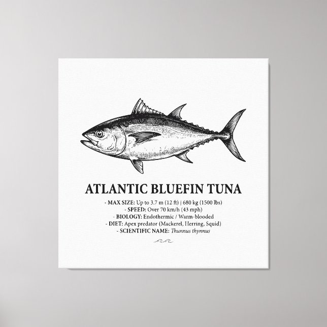 Atlantic Bluefin Tuna Scientific Illustration  Canvas Print (Front)