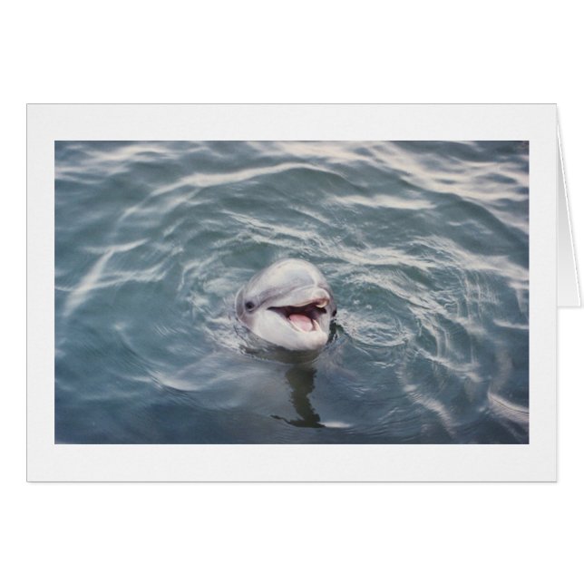 atlantic bottlenose dolphin (Front Horizontal)