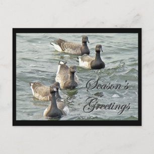 Atlantic Brant Geese Season's Greetings Series Holiday Postcard