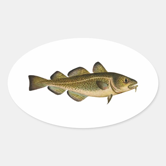 Atlantic Cod Oval Sticker (Front)