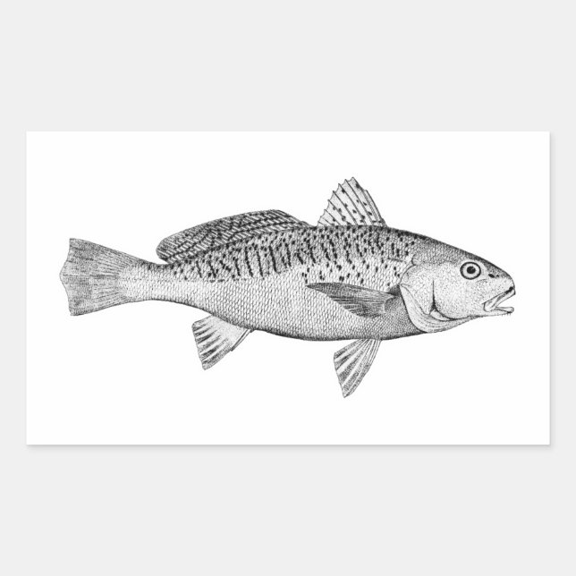 Atlantic Croaker Vintage Illustration Rectangular Sticker (Front)