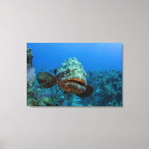 Atlantic Goliath Grouper Canvas Print