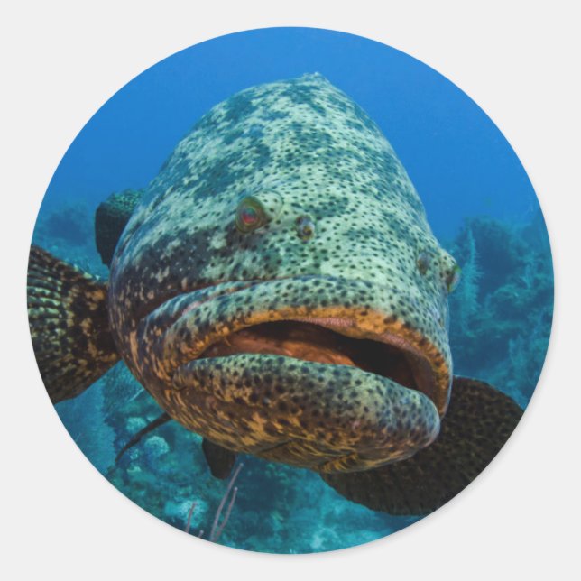 Atlantic Goliath Grouper Classic Round Sticker (Front)
