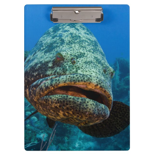 Atlantic Goliath Grouper Clipboard (Front)
