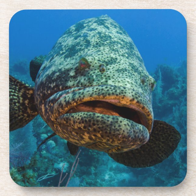 Atlantic Goliath Grouper Coaster (Front)