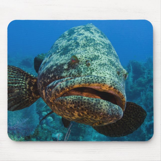 Atlantic Goliath Grouper Mouse Pad (Front)