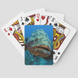 Atlantic Goliath Grouper Playing Cards