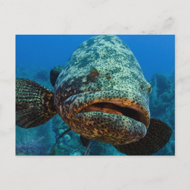 Atlantic Goliath Grouper Postcard (Front)