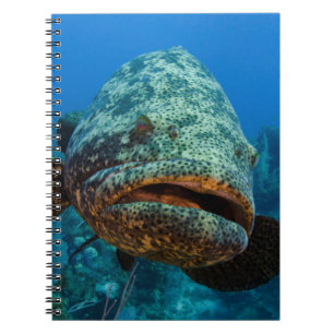 Atlantic Goliath Grouper Spiral Notebook