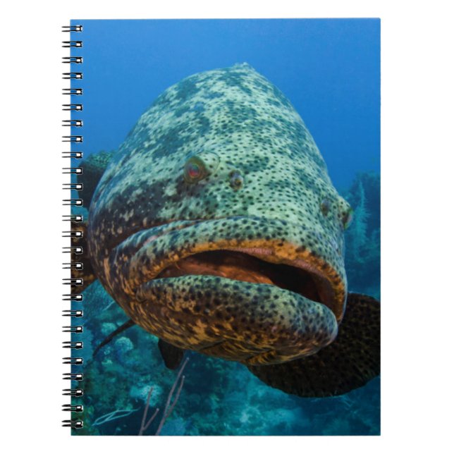 Atlantic Goliath Grouper Spiral Notebook (Front)