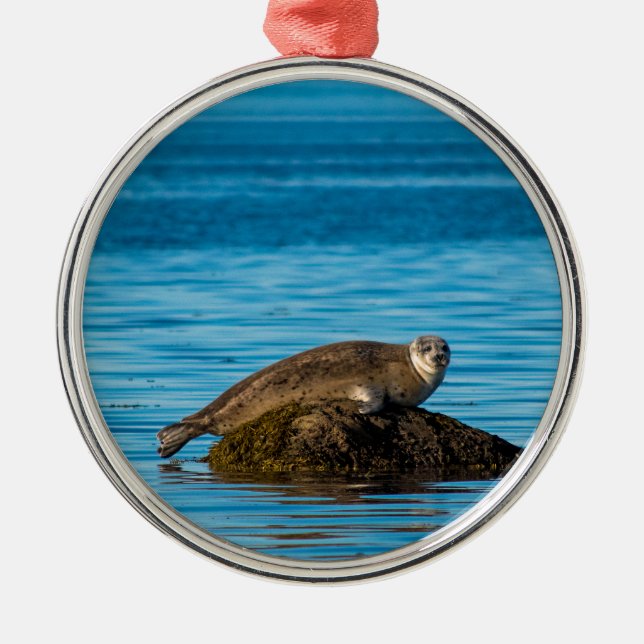 Atlantic Harbour Seal Metal Tree Decoration (Front)