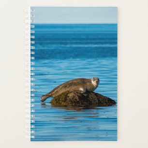 Atlantic Harbour Seal Planner