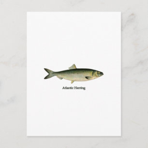 Atlantic Herring Postcard