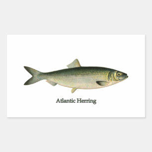 Atlantic Herring Rectangular Sticker