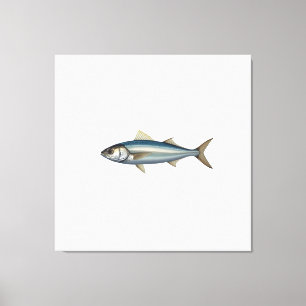 Atlantic mackerel. canvas print