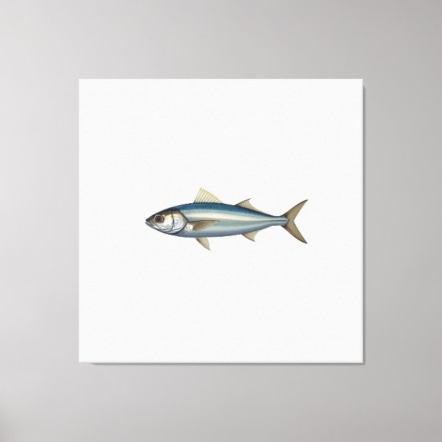 Atlantic mackerel. canvas print (Front)