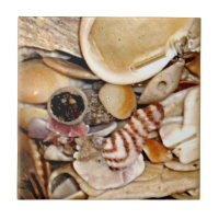 Atlantic Ocean Sea Shells