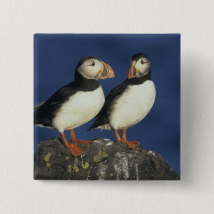 Atlantic Puffin 15 Cm Square Badge