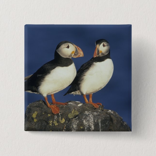 Atlantic Puffin 15 Cm Square Badge (Front)