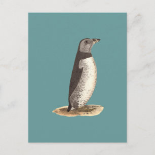 Atlantic Puffin (Arctic Puffin) Fratercula arctica Postcard