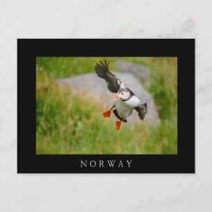 Atlantic Puffin bird flying black border postcard