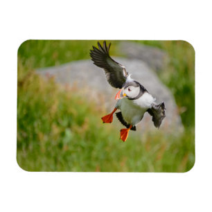 Atlantic Puffin bird flying rectangular magnet