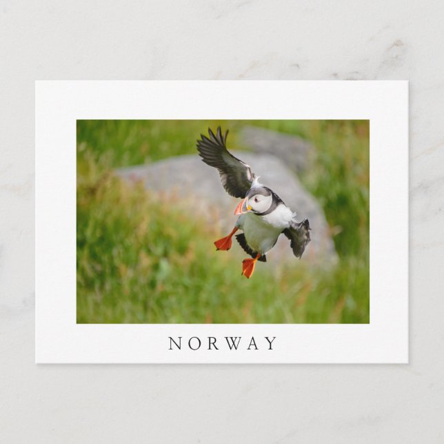 Atlantic Puffin bird flying white text postcard (Front)