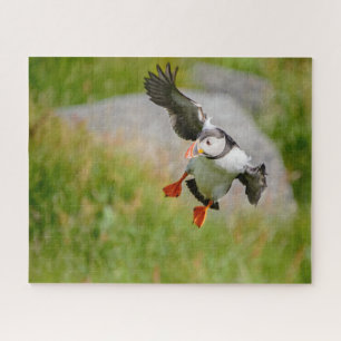 Atlantic Puffin bird flying with spread wings Jigsaw Puzzle