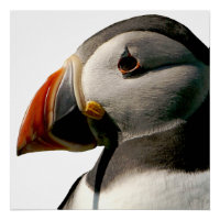 Atlantic Puffin Bird Photography Art Glossy Poster