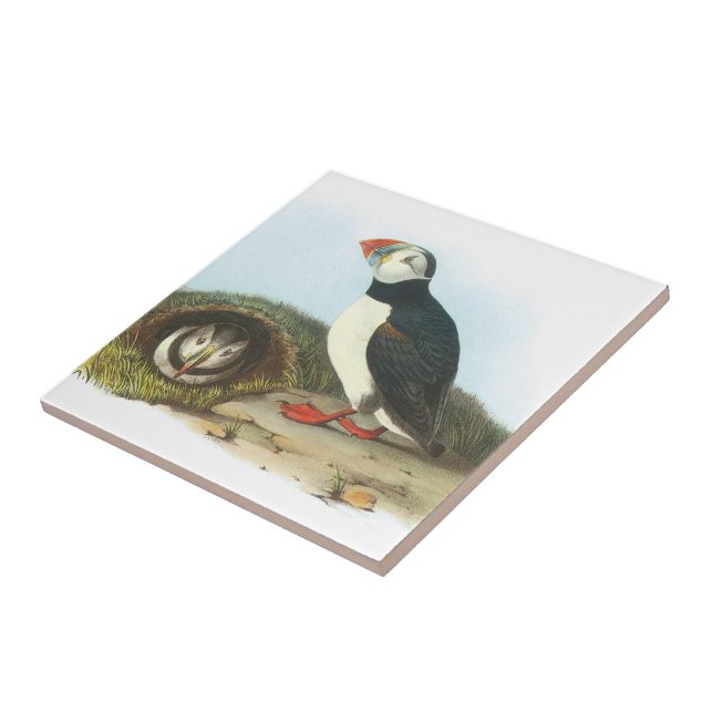 Atlantic Puffin by Audubon Tile (Side)