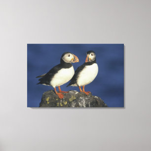 Atlantic Puffin Canvas Print