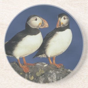 Atlantic Puffin Coaster