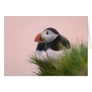 Atlantic Puffin (Fratercula arctica)