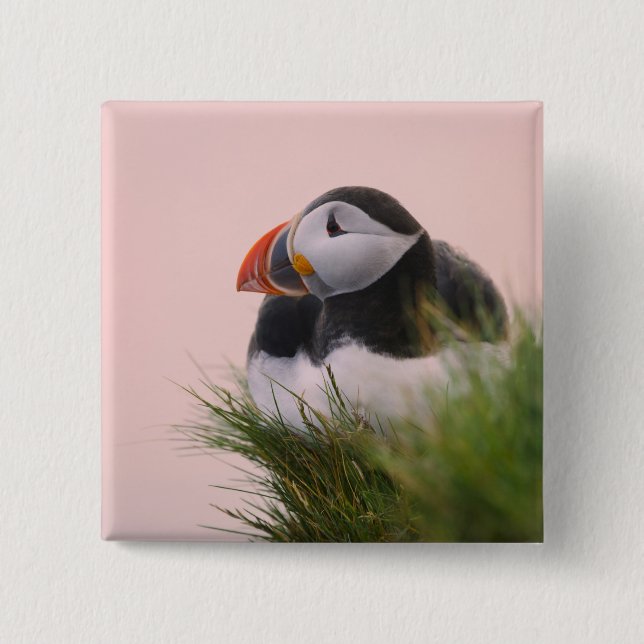Atlantic Puffin (Fratercula arctica) 15 Cm Square Badge (Front)